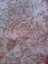 E137-278 Monarch - Bali Handpaint Batiks